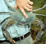 Whitsunday Crocodile Safari - Lennox Head Accommodation