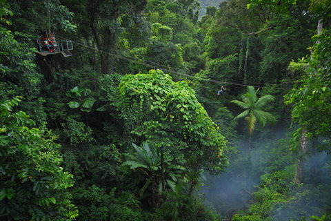 Jungle Surfing Canopy Tours And Jungle Adventures Nightwalks - Lennox Head Accommodation 3