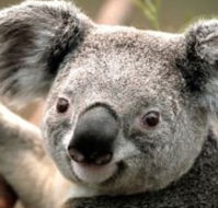 Wildlife Habitat - Lennox Head Accommodation