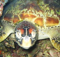 Adrenalin Snorkel and Dive - Lennox Head Accommodation