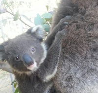 West Oz Wildlife Petting Zoos - Lennox Head Accommodation