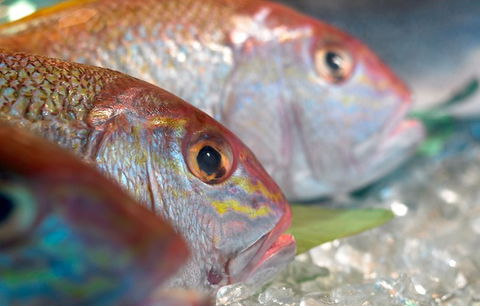 Coro Hotel - Lure Seafood Restaurant - Lennox Head Accommodation 0