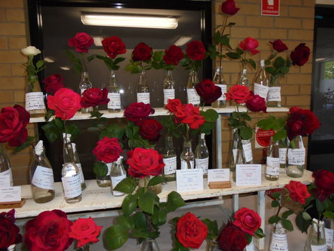 Anglican Spring Flower Show Gundagai - Lennox Head Accommodation 0