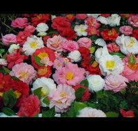 Camellia's Australia National Camellia Show - Lennox Head Accommodation