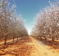 Mallee Almond Blossom Festival - Lennox Head Accommodation