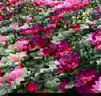 2020 Woolmers Estate Festival of Roses - Lennox Head Accommodation
