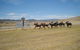 Adaminaby Cup Race Day - thumb 0