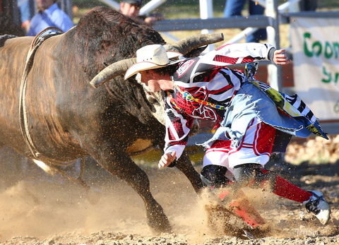 AgriWest Cooma Rodeo - Lennox Head Accommodation 2