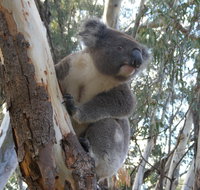 Annual Koala Count - Lennox Head Accommodation