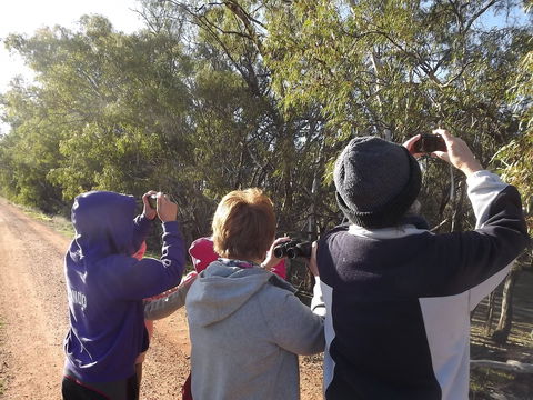Annual Koala Count - Lennox Head Accommodation 1