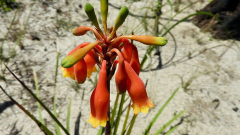 Australian Flora: Past, Present And Future - Lennox Head Accommodation 0