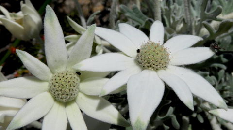 Australian Flora: Past, Present And Future - Lennox Head Accommodation 2