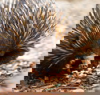 Aussie Wildlife Course - July/August/September - Lennox Head Accommodation
