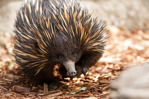 Aussie Wildlife Course - July/August/September - Lennox Head Accommodation 0