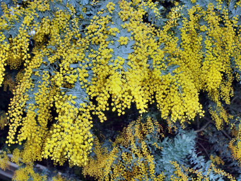Australian Wattle Day @ The Old Bus Depot Markets - Lennox Head Accommodation 0