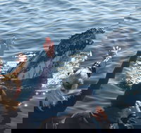 Eden Whale Festival - Lennox Head Accommodation