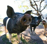 Mudgee Farm Walks - Lennox Head Accommodation
