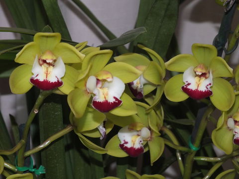 Orchids Out West - Lennox Head Accommodation 1
