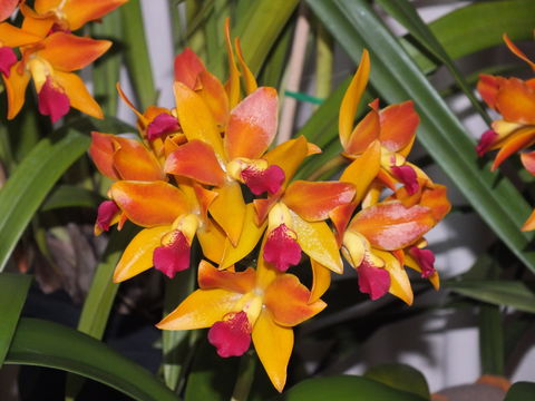 Orchids Out West - Lennox Head Accommodation 2