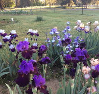 Riverina Iris Farm Open Garden and Iris Display - Lennox Head Accommodation