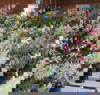 Sapphire Coast Orchid Club Spring Orchid Show - Lennox Head Accommodation