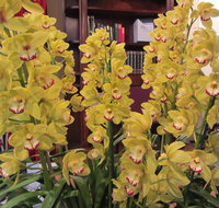 Sapphire Coast Orchid Club Winter Orchid Show - Lennox Head Accommodation