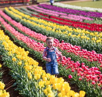 Tesselaar Tulip Festival - Lennox Head Accommodation