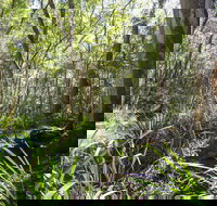 Bottlebutt Bash Trail Run - Lennox Head Accommodation