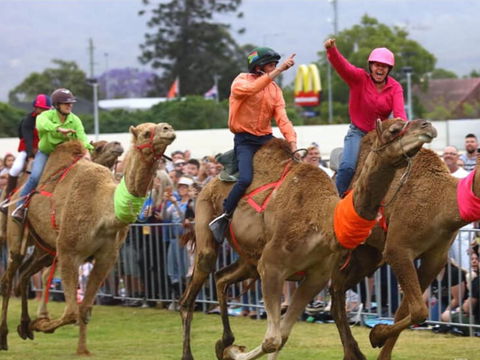 Camel Races At Penrith Paceway - Lennox Head Accommodation 0