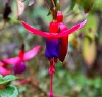 Friends of Tindale Garden Monthly Plant Sales - Lennox Head Accommodation