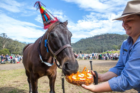 Horses Birthday Festival - Lennox Head Accommodation 0
