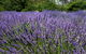 Lavender Herb And Chilli Festival - thumb 0