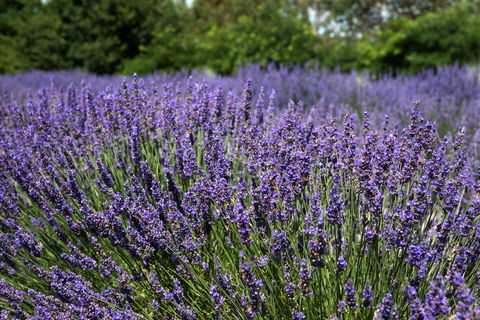Lavender Herb And Chilli Festival - Lennox Head Accommodation 0