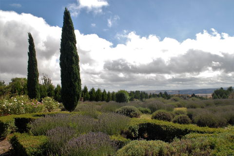 Lavender Herb And Chilli Festival - Lennox Head Accommodation 1