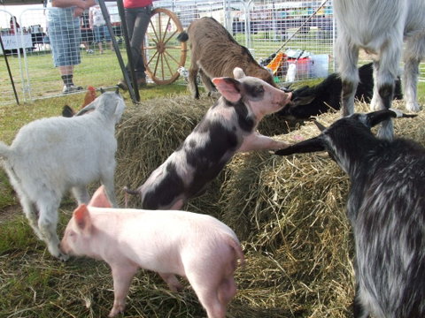 Primex Field Days - Online Virtual Event - Lennox Head Accommodation 2