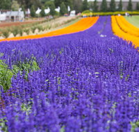 Tesselaar KaBloom Festival of Flowers - Lennox Head Accommodation