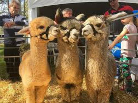 Tocal Field Days - Lennox Head Accommodation 2