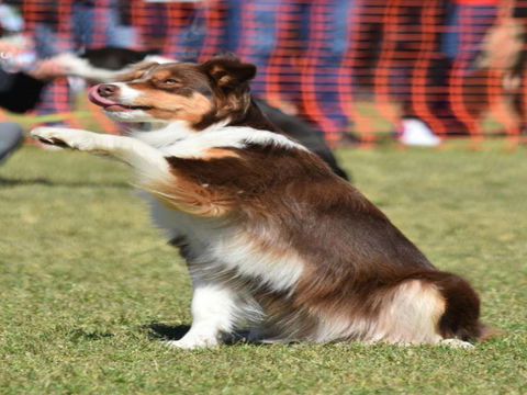 Dogs In The Park NSW Orange - Lennox Head Accommodation 0