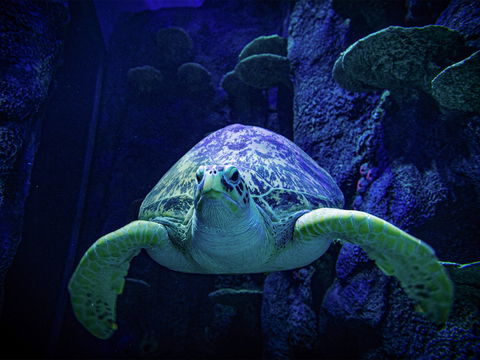 Sydney's Aquarium - Lennox Head Accommodation 0