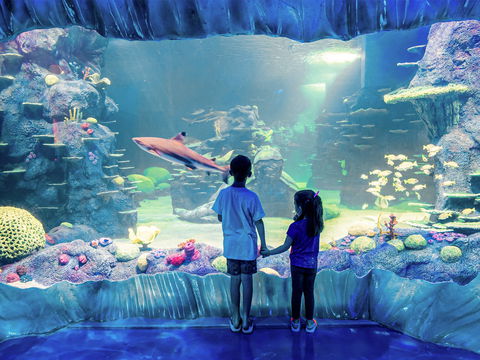 Sydney's Aquarium - Lennox Head Accommodation 1