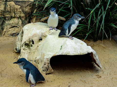 Sydney's Aquarium - Lennox Head Accommodation 2