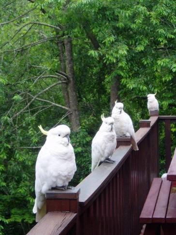 Bluebell Cottage - Lennox Head Accommodation 5