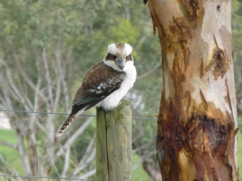 The Little House On The Hill - Lennox Head Accommodation 6