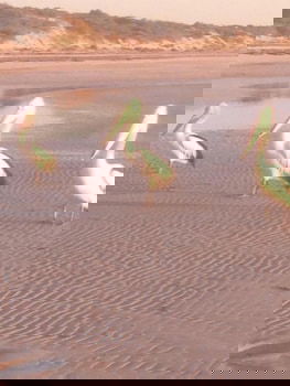 Perlubie Sea - Lennox Head Accommodation 6