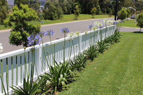 Red Waratah - Lennox Head Accommodation 2