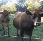 Drumreagh Bed  Breakfast Cabins - Lennox Head Accommodation