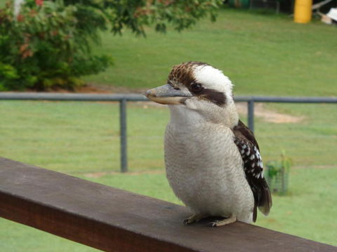 Eumundi Cottages Cottage 1 - Lennox Head Accommodation 3