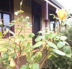 Albion Cottage - Lennox Head Accommodation