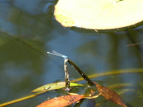 Magnolia Cottage - Lennox Head Accommodation 2