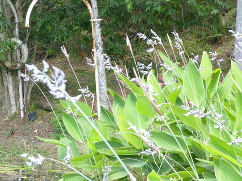 Magnolia Cottage - Lennox Head Accommodation 1